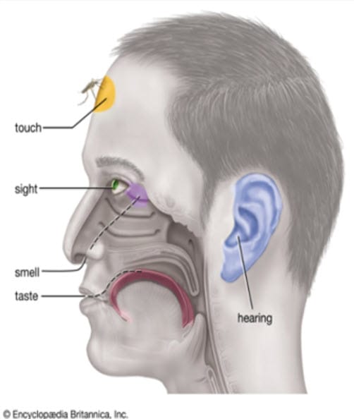 Diagram of human head profile highlighting five senses: touch (forehead), sight (eye), smell (nose), taste (mouth), and hearing (ear).