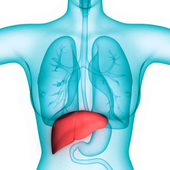 Human internal digestive organ liver Anatomy. 3D