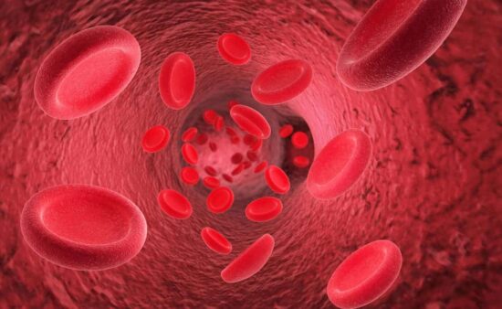 Red blood cells erythrocytes in interior of arterial or capillar