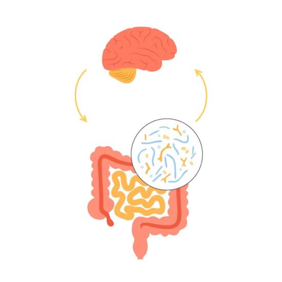 Gut brain connection